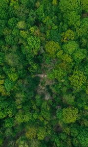 Preview wallpaper forest, aerial view, green, trees, treetops