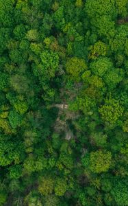 Preview wallpaper forest, aerial view, green, trees, treetops