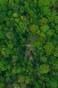 Preview wallpaper forest, aerial view, green, trees, treetops