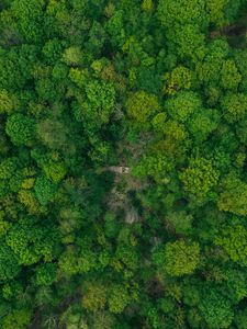 Preview wallpaper forest, aerial view, green, trees, treetops