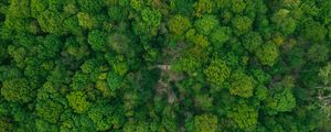 Preview wallpaper forest, aerial view, green, trees, treetops