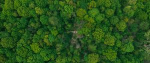 Preview wallpaper forest, aerial view, green, trees, treetops