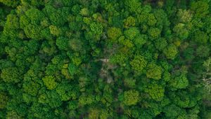 Preview wallpaper forest, aerial view, green, trees, treetops