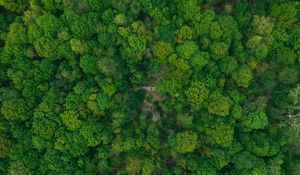 Preview wallpaper forest, aerial view, green, trees, treetops