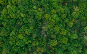 Preview wallpaper forest, aerial view, green, trees, treetops