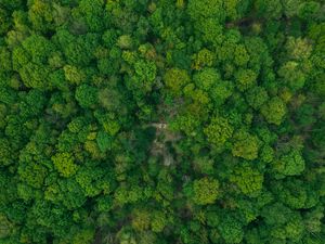 Preview wallpaper forest, aerial view, green, trees, treetops