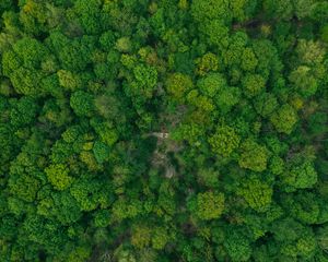 Preview wallpaper forest, aerial view, green, trees, treetops