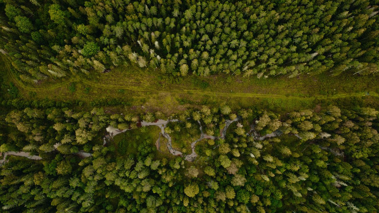 Wallpaper forest, aerial view, path, trees