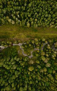 Preview wallpaper forest, aerial view, path, trees