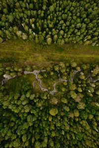 Preview wallpaper forest, aerial view, path, trees