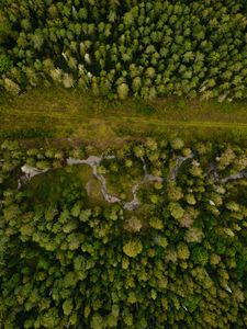 Preview wallpaper forest, aerial view, path, trees