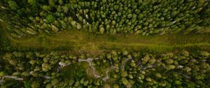 Preview wallpaper forest, aerial view, path, trees
