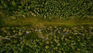 Preview wallpaper forest, aerial view, path, trees