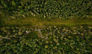 Preview wallpaper forest, aerial view, path, trees