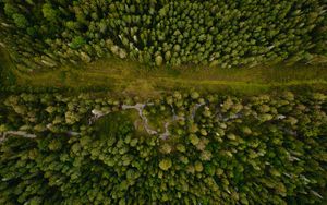Preview wallpaper forest, aerial view, path, trees