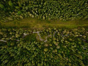 Preview wallpaper forest, aerial view, path, trees