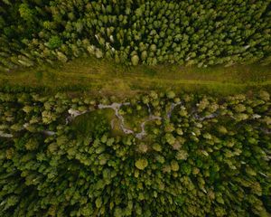Preview wallpaper forest, aerial view, path, trees