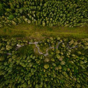 Preview wallpaper forest, aerial view, path, trees