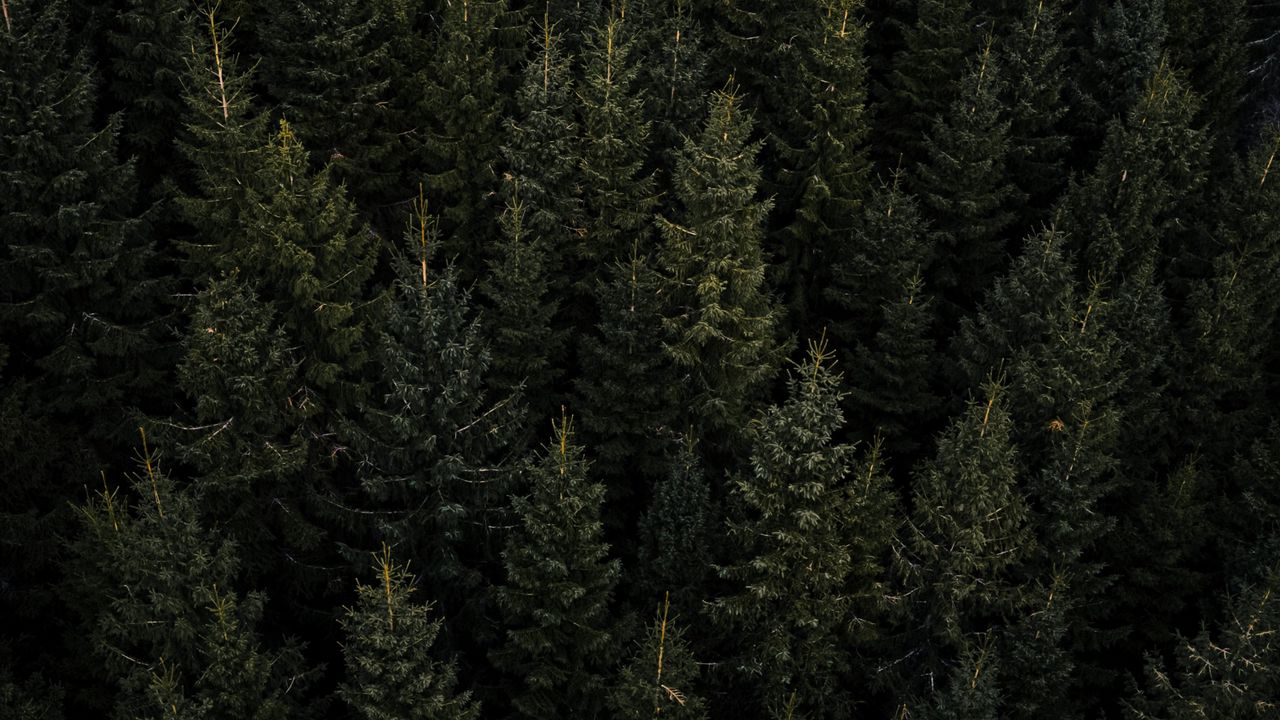 Wallpaper forest, aerial view, pines, trees, needles