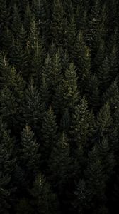 Preview wallpaper forest, aerial view, pines, trees, needles