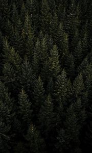 Preview wallpaper forest, aerial view, pines, trees, needles