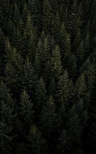 Preview wallpaper forest, aerial view, pines, trees, needles