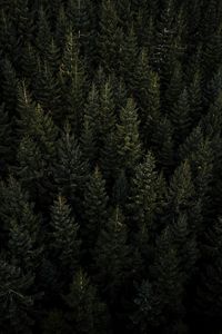 Preview wallpaper forest, aerial view, pines, trees, needles