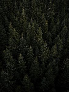 Preview wallpaper forest, aerial view, pines, trees, needles