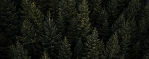 Preview wallpaper forest, aerial view, pines, trees, needles