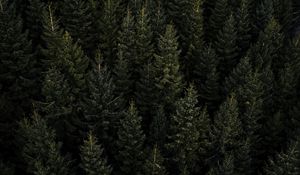 Preview wallpaper forest, aerial view, pines, trees, needles