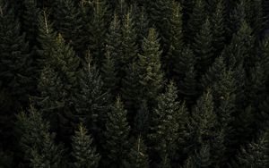 Preview wallpaper forest, aerial view, pines, trees, needles