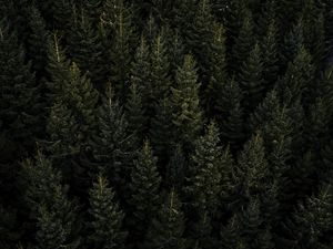 Preview wallpaper forest, aerial view, pines, trees, needles