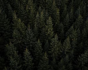 Preview wallpaper forest, aerial view, pines, trees, needles