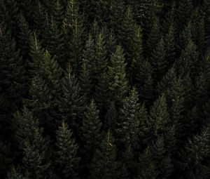 Preview wallpaper forest, aerial view, pines, trees, needles