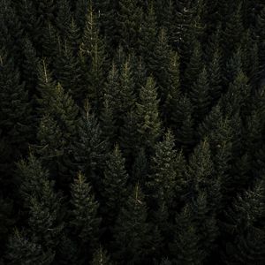 Preview wallpaper forest, aerial view, pines, trees, needles