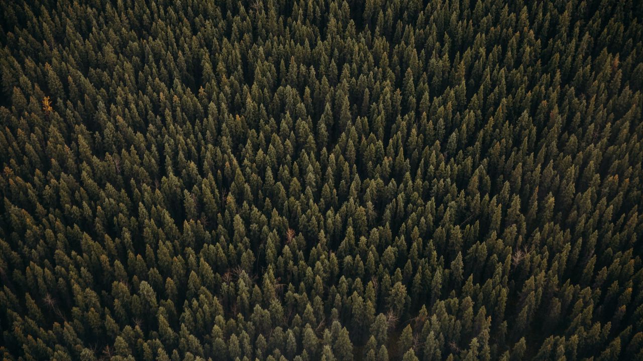 Wallpaper forest, aerial view, pines, trees, coniferous, green hd ...