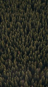 Preview wallpaper forest, aerial view, pines, trees, coniferous, green