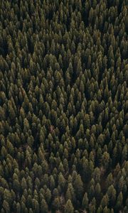 Preview wallpaper forest, aerial view, pines, trees, coniferous, green