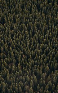 Preview wallpaper forest, aerial view, pines, trees, coniferous, green