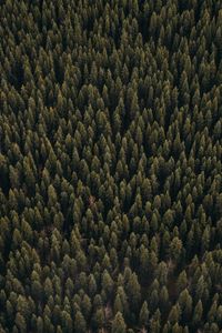 Preview wallpaper forest, aerial view, pines, trees, coniferous, green