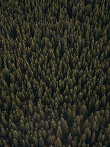 Preview wallpaper forest, aerial view, pines, trees, coniferous, green