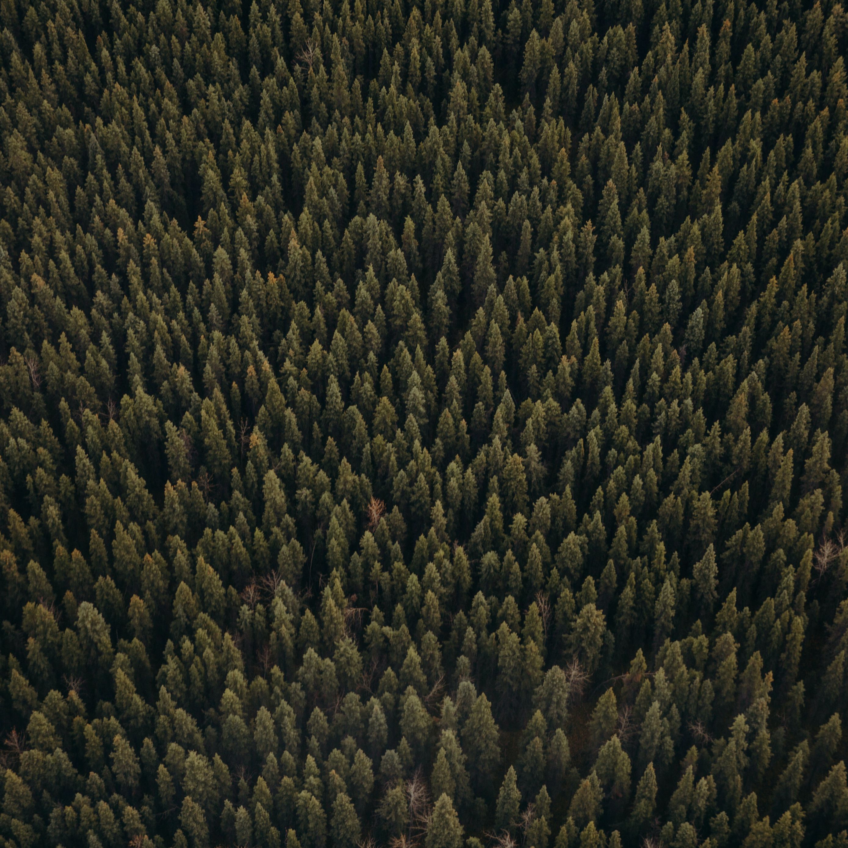 Download wallpaper 2780x2780 forest, aerial view, pines, trees ...