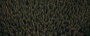 Preview wallpaper forest, aerial view, pines, trees, coniferous, green