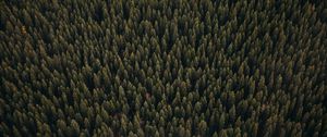 Preview wallpaper forest, aerial view, pines, trees, coniferous, green