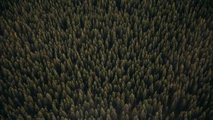 Preview wallpaper forest, aerial view, pines, trees, coniferous, green