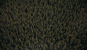 Preview wallpaper forest, aerial view, pines, trees, coniferous, green