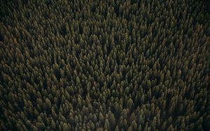 Preview wallpaper forest, aerial view, pines, trees, coniferous, green