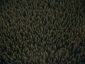 Preview wallpaper forest, aerial view, pines, trees, coniferous, green