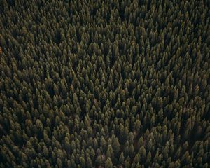 Preview wallpaper forest, aerial view, pines, trees, coniferous, green