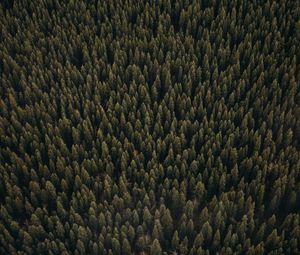 Preview wallpaper forest, aerial view, pines, trees, coniferous, green